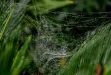 smart online business development