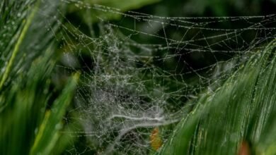 smart online business development