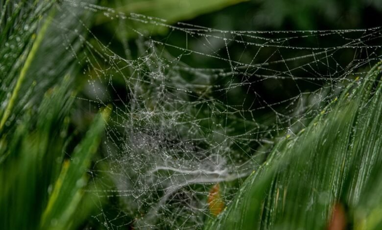 smart online business development